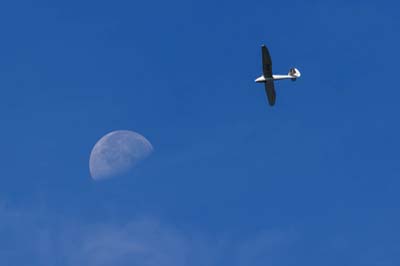 Aviation Photography Gliding